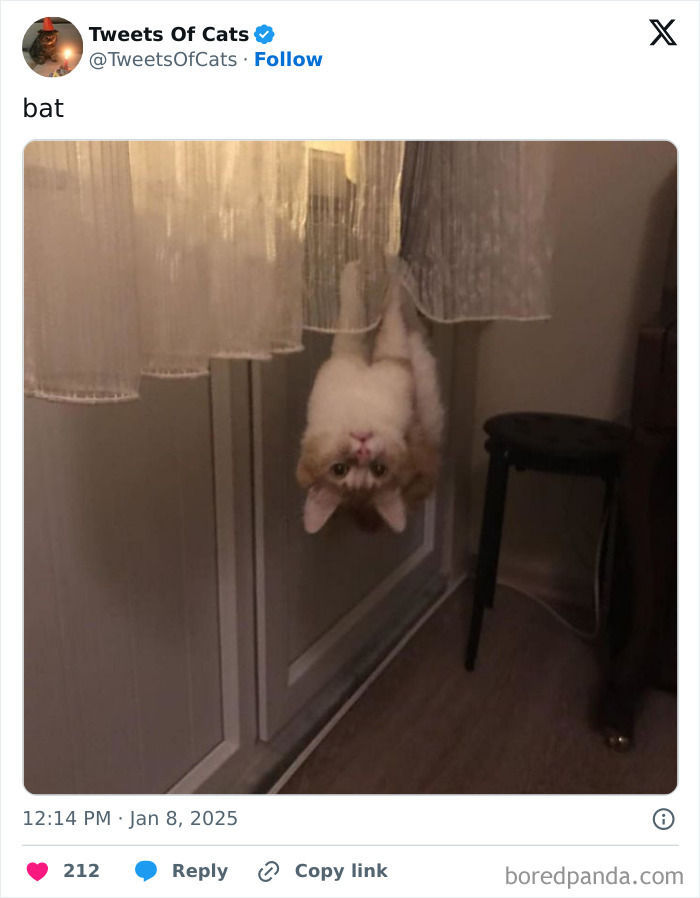 Orange and white cat hanging upside down from sheer curtains, showcasing quirky cat behavior in a cozy room.