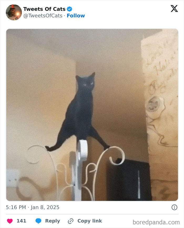 Black cat stretched oddly while balancing on a white metal frame, showcasing quirky cat meme moments of delightfully odd creatures.