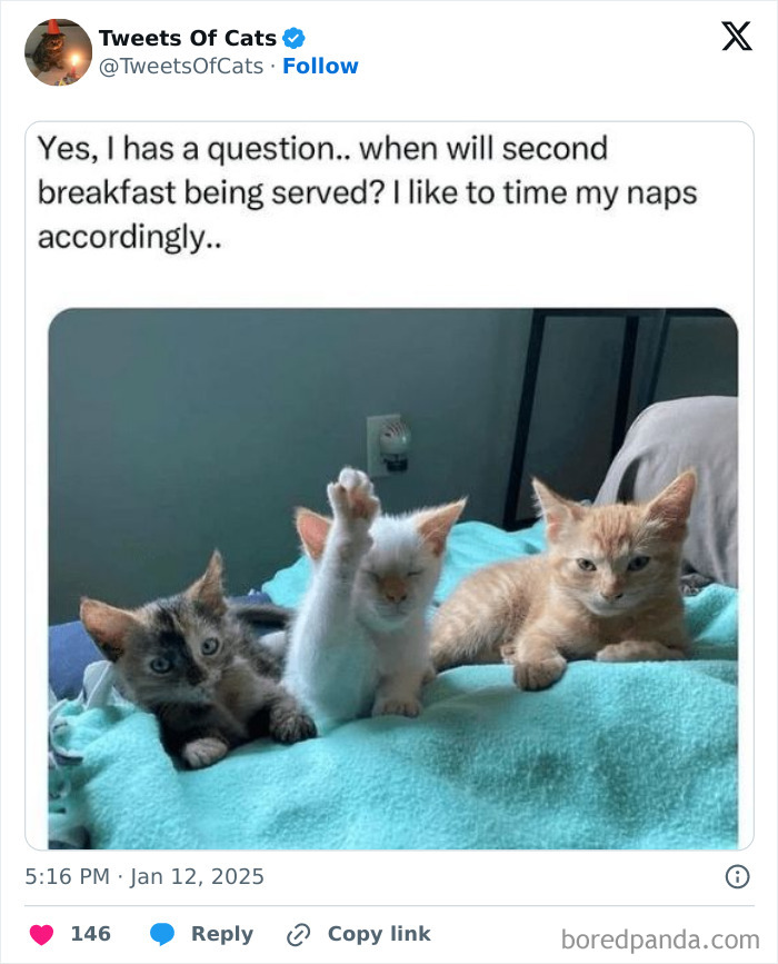 Three quirky cats on a blue blanket, one raising a paw, showcasing odd and delightful cat behavior.