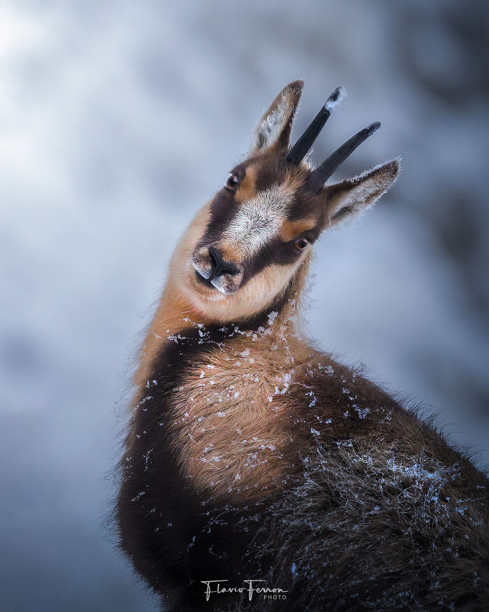 Close-up of a chamois covered in snowflakes, showcasing stunning nature photography with respect for wildlife.