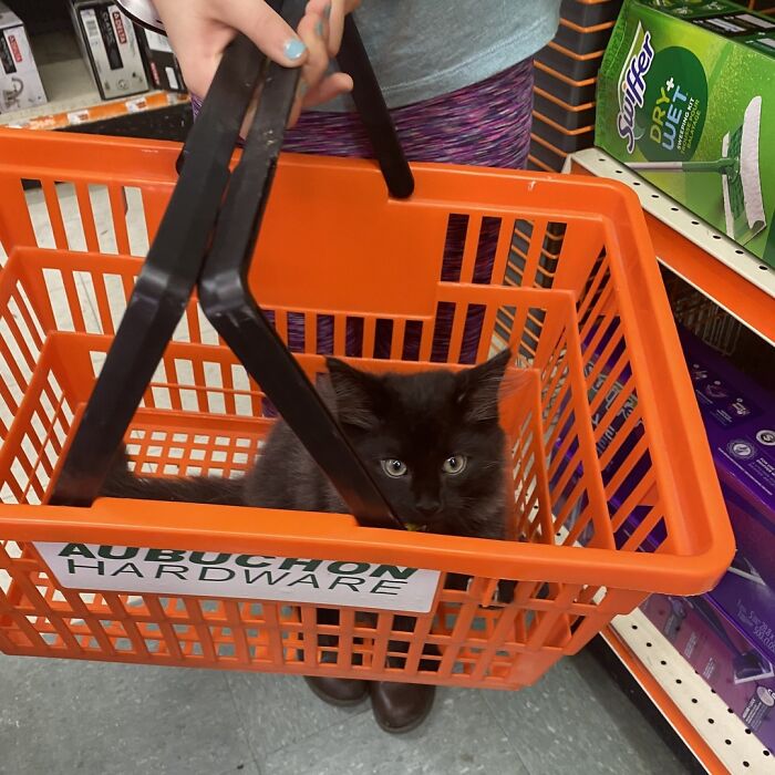 Black kitten sitting inside an orange hardware store basket being held by a person with painted nails.