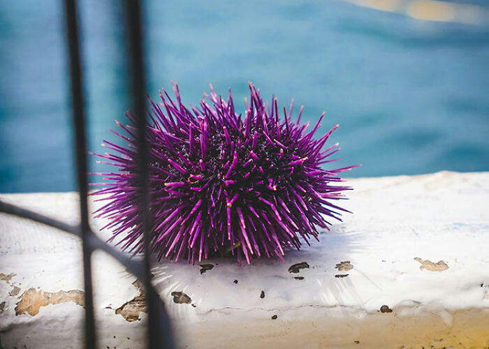 Purple sea urchin with sharp spines on a weathered white surface near the water showing surprising animal facts.