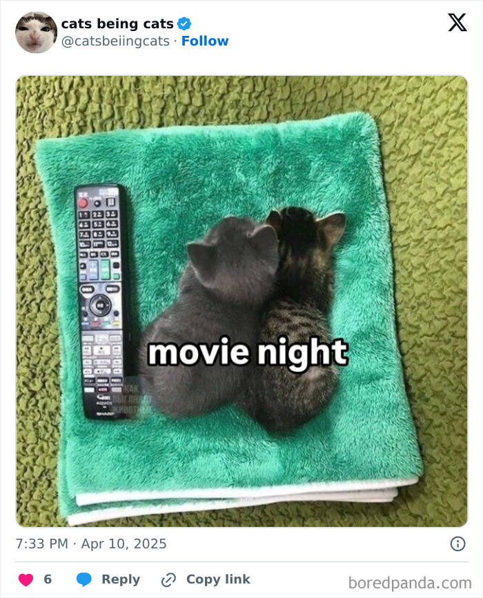 Two kittens cuddling on a green blanket next to a remote control, illustrating cats being funny by just being themselves.