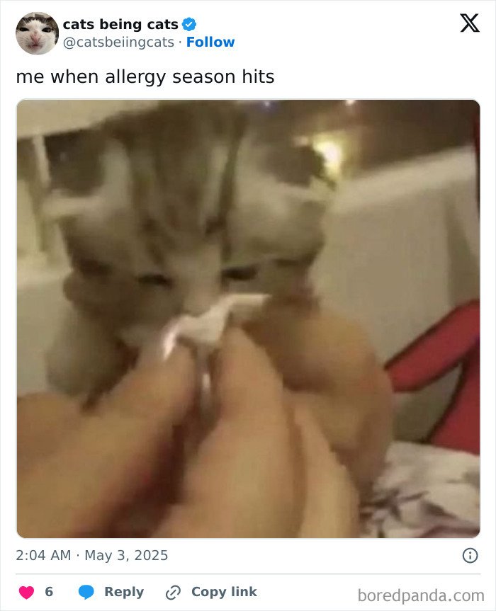 Kitten humorously wiping its face with a tissue, showcasing cats being themselves in funny moments.