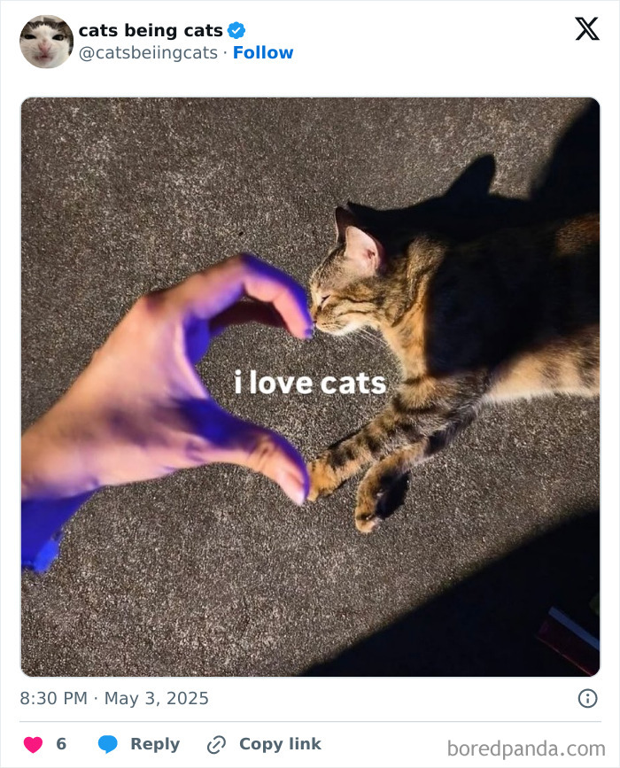 Hand forming a heart shape near a cat lying on the ground with text i love cats, showcasing cats being funny naturally.