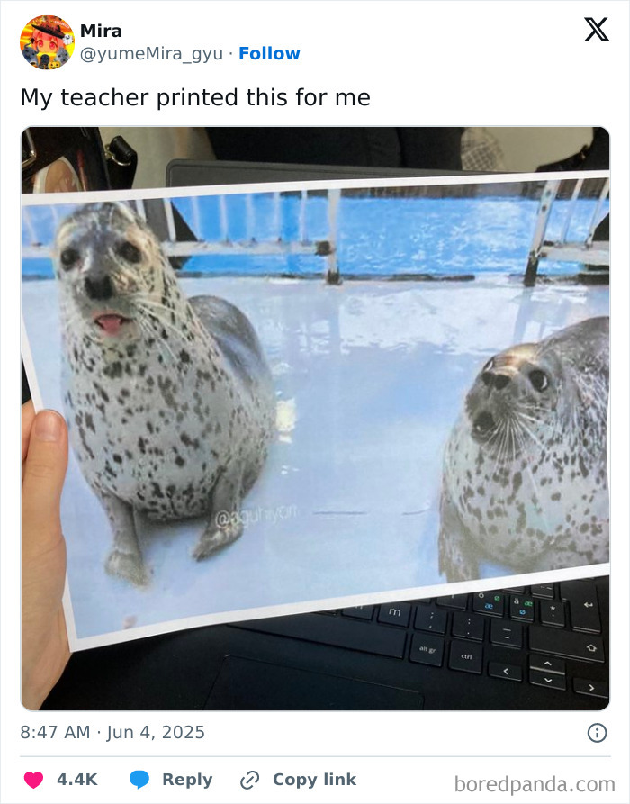 Photo of a printed image showing two seals, shared by a student, reflecting funny teachers with a great sense of humor.