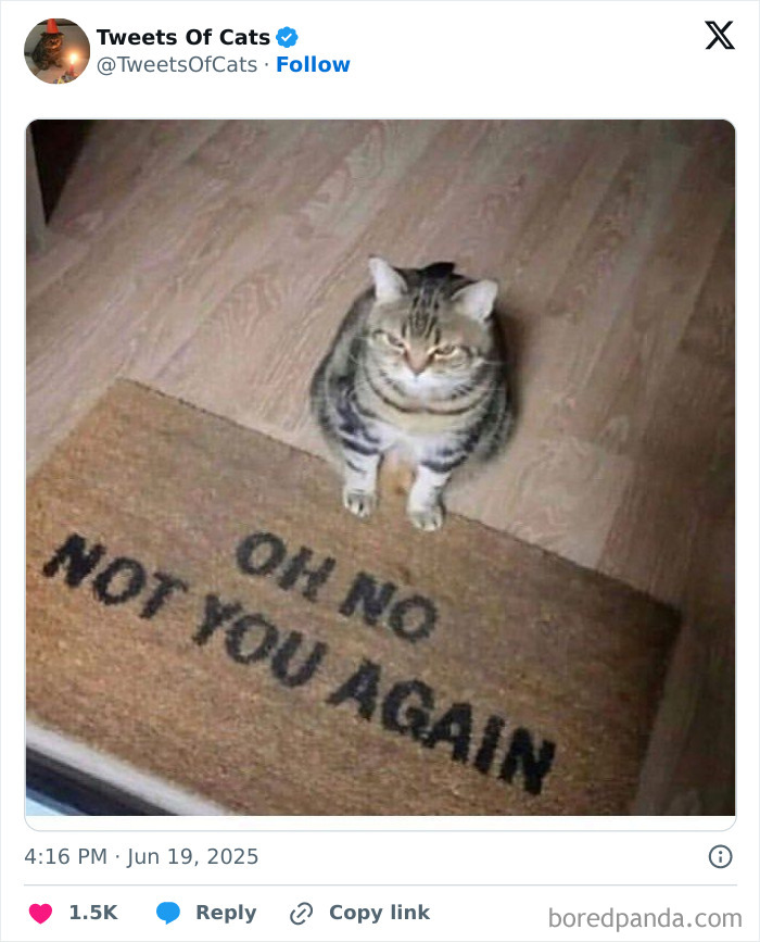 Tabby cat sitting on a doormat with text, showing quirky cat meme capturing delightfully odd creatures humor.