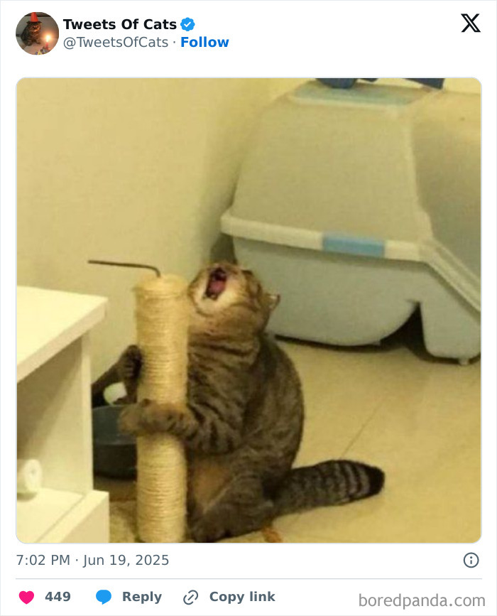 Tabby cat clinging to scratching post with mouth open, showcasing quirky cat meme capturing delightfully odd creatures.