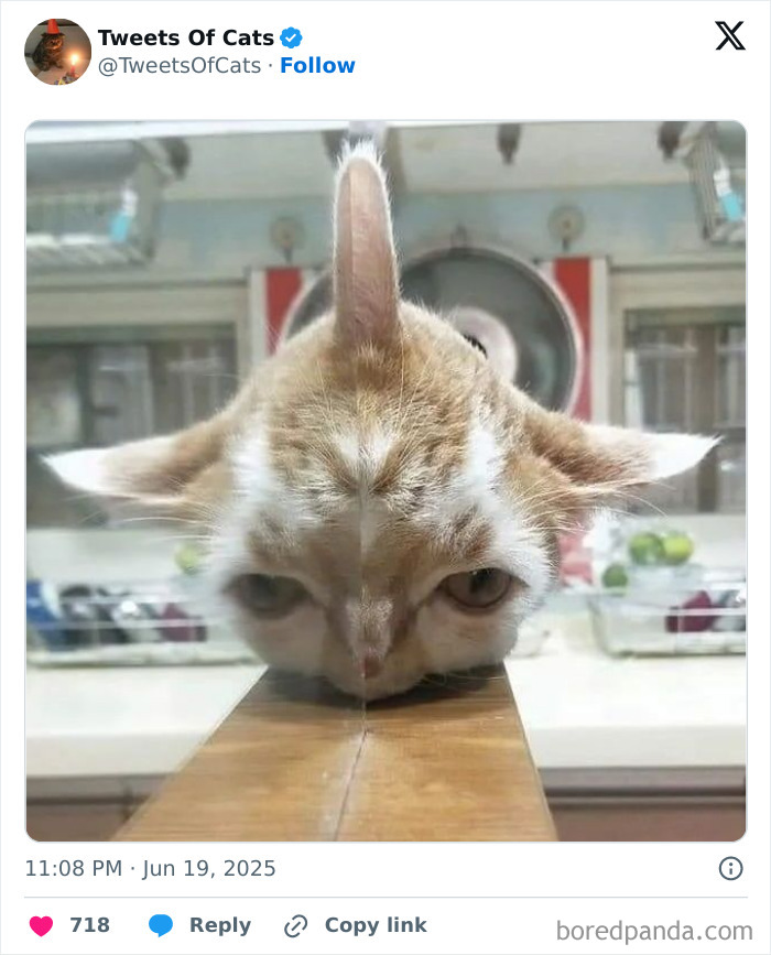 Cat with an odd symmetrical face reflected on a glass surface, showcasing quirky and delightfully odd creatures.