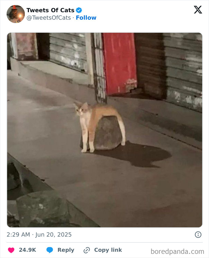 Cat standing awkwardly with its body draped over a rock on a sidewalk, showcasing quirky cat behavior.