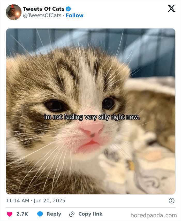 Close-up of a quirky cat with a serious expression and humorous caption showcasing odd and delightful cat behavior.