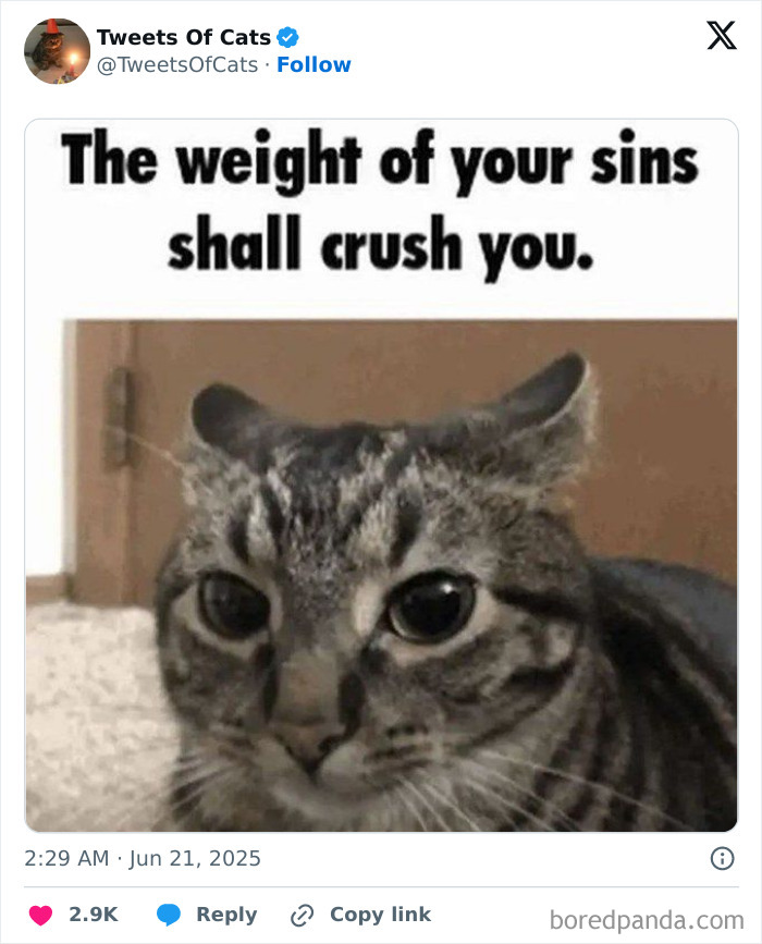 Close-up of a quirky cat with wide eyes and a caption about the weight of sins, showcasing delightfully odd cat creatures.