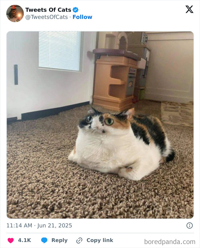 Calico cat with a distorted face lying on a carpet inside a room, showcasing quirky cat memes and odd creatures humor.