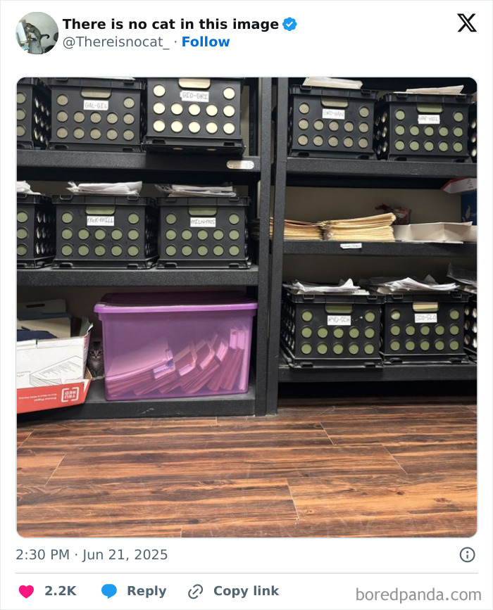 Cat seamlessly merged into background hiding behind a plastic container among black storage bins on wooden floor.