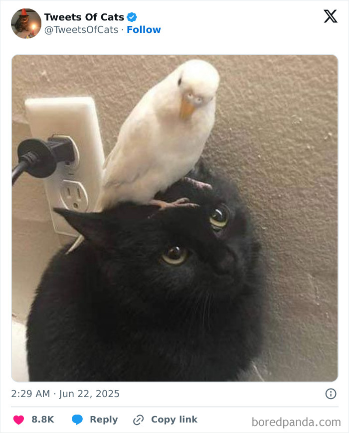 Black cat with a white bird perched on its head, showcasing quirky cat memes highlighting their delightfully odd nature.