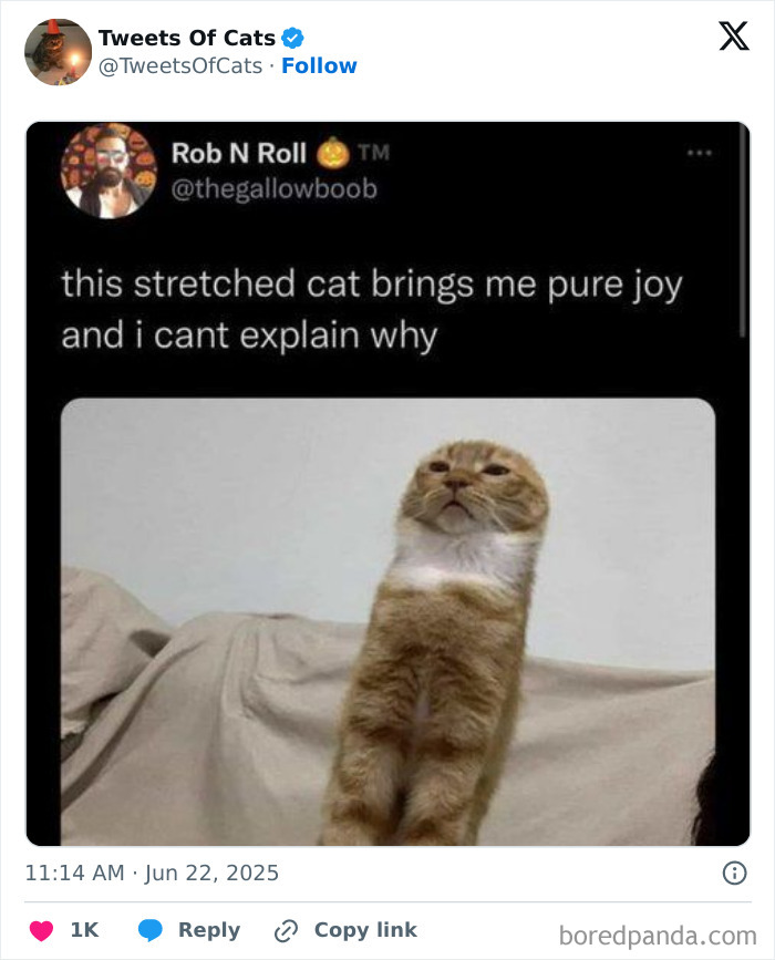 Photo of a quirky stretched cat sitting upright, showcasing the delightfully odd creatures' unique and amusing nature.