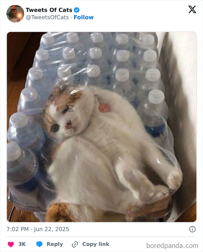 Cat lying inside a plastic water bottle pack, showcasing one of the quirky cat memes of delightfully odd creatures.