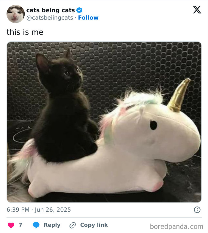 Black cat sitting on a plush unicorn toy, showcasing funny cats being themselves in a humorous moment.