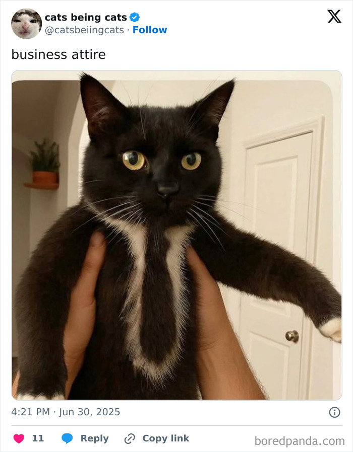 Black and white cat held up with serious expression, showcasing humor in cats being themselves in a funny moment.