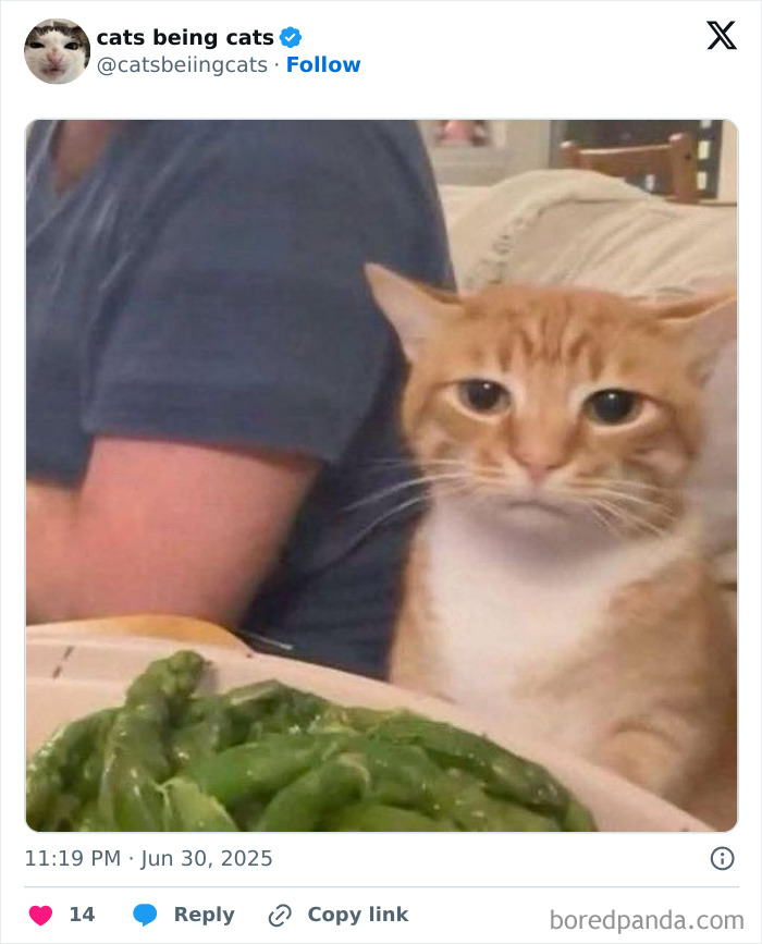 Orange tabby cat sitting next to a person looking at a plate of green beans, showcasing cats being funny naturally.