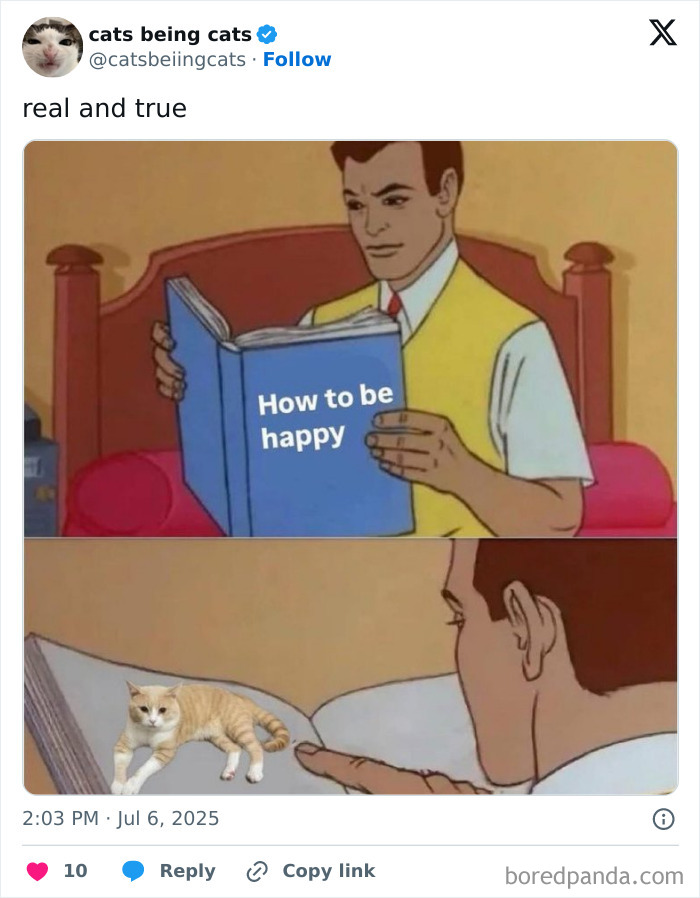 Man reading a book titled how to be happy with a cat inside, showing cats being funny by just being themselves.