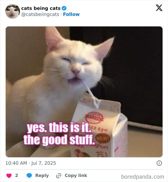 White cat drinking from a carton with a satisfied expression, showcasing cats being funny by just being themselves.