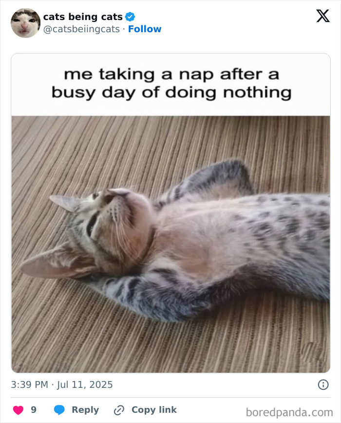 A relaxed cat lying on its back taking a nap, showcasing cats being funny by just being themselves.