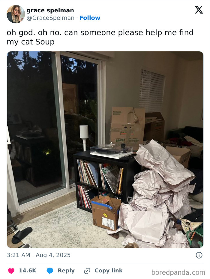 Cat partially hidden and seamlessly merged into a cluttered room background with boxes and crumpled paper.