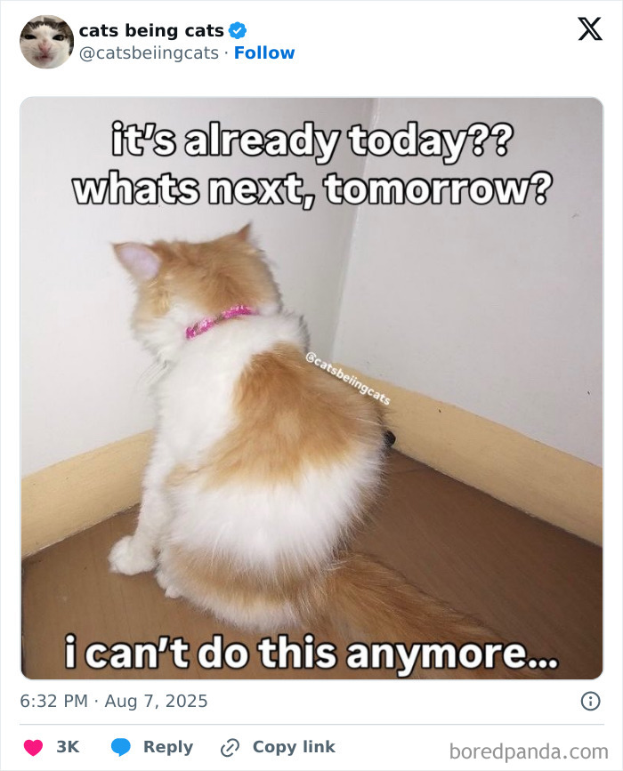 Fluffy orange and white cat sitting in a corner with funny text about cats being themselves and feeling overwhelmed.