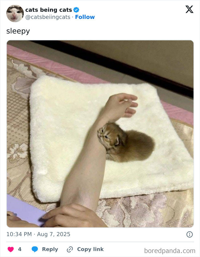 Small kitten humorously resting on a person's arm, showcasing cats being funny by just being themselves.