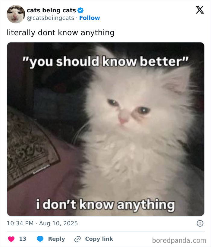 White fluffy cat with a confused expression showing humorous cats just being themselves to be funny.