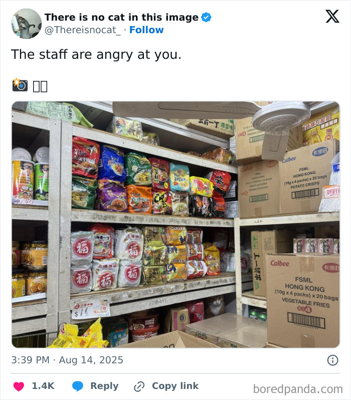 Cat blending into the background on a store shelf filled with colorful snack packages and boxes.