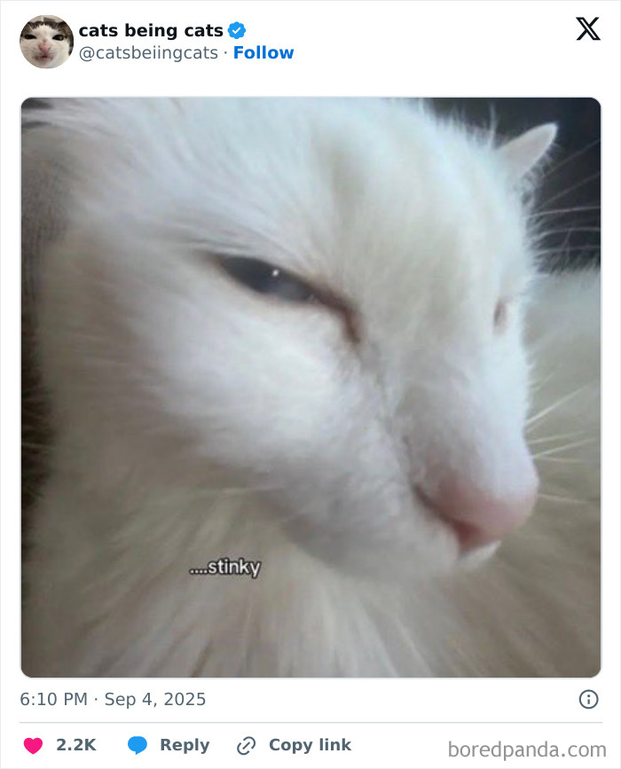 Close-up of a white cat with a smirking expression, showcasing the humor of cats just being themselves.
