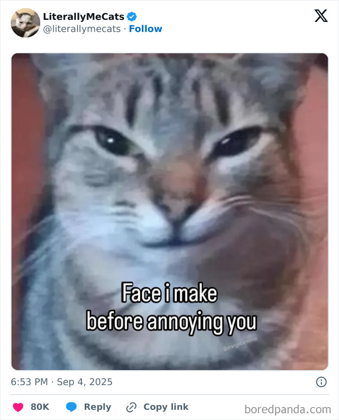 Close-up of a cat making a funny face before annoying someone, showcasing cats' natural humorous behavior.