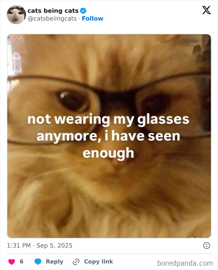 Close-up of an orange cat wearing glasses with a humorous caption about cats being funny by just being themselves.