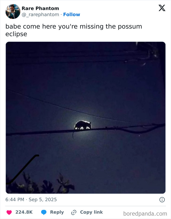 Funny tweet showing a possum silhouetted against the moon, featured in the funniest tweets of September collection.