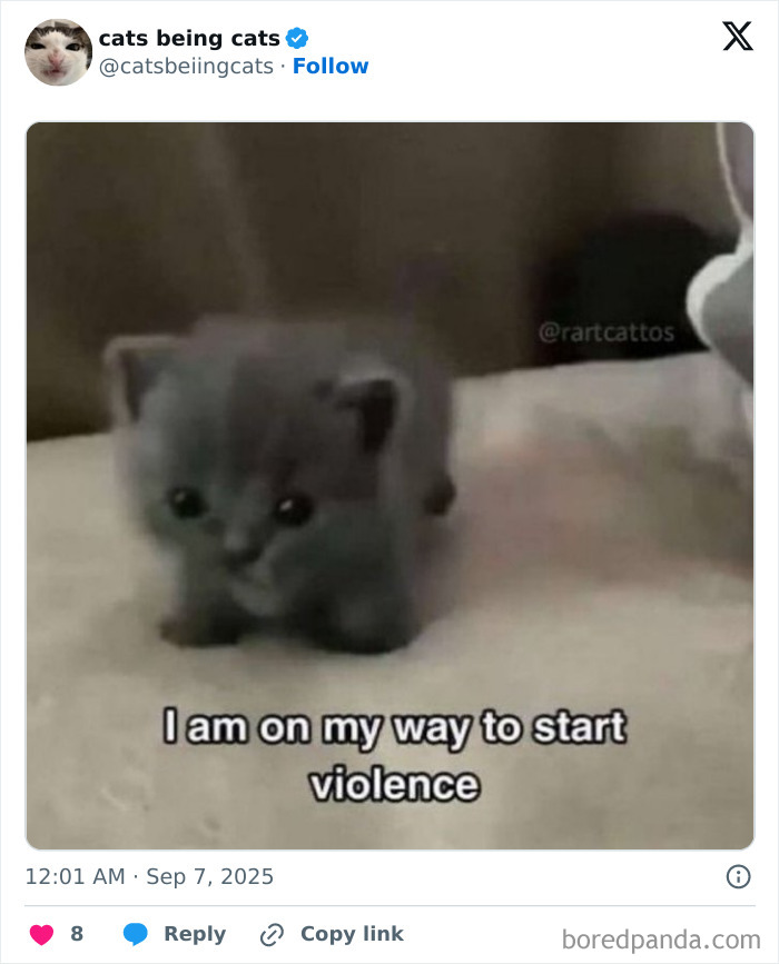 Cute gray kitten with caption showing cats being funny with their natural playful behavior.