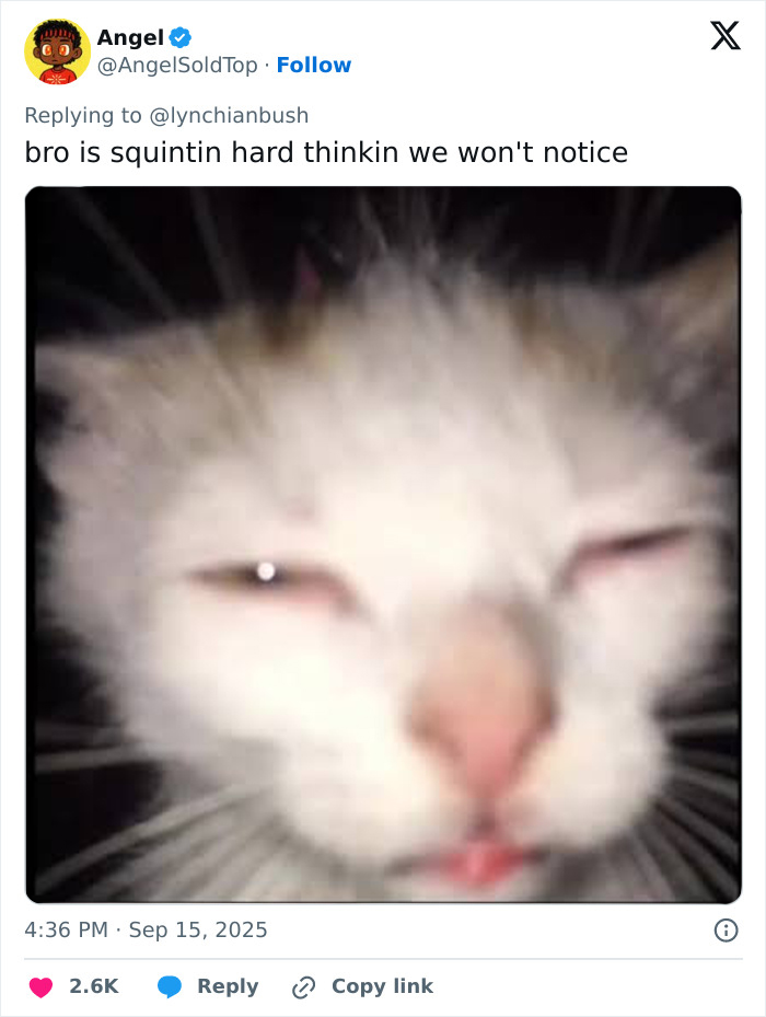 Alt text: Close-up of a cat squinting with blurred eyes, humorously linked to Chris Pratt's weird prayer style in a viral clip.