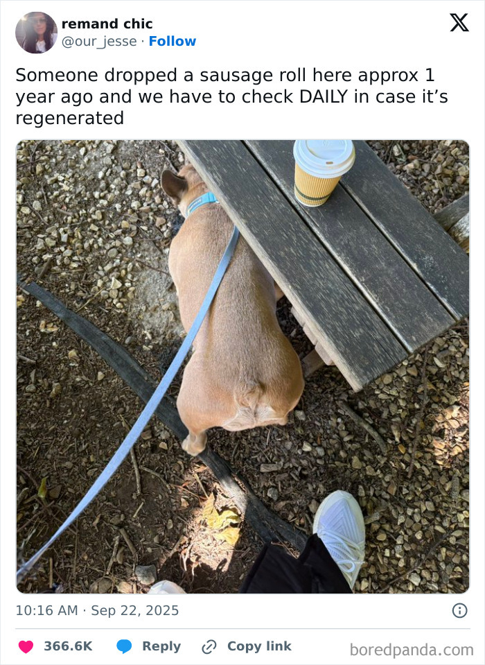 Dog on a leash beside a picnic table with coffee cup, captured in one of the funniest tweets of September that made people laugh.