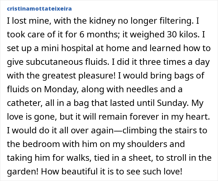 Alt text: A heartfelt tribute sharing the loving care and memories of Theo the Golden Retriever who touched thousands of lives.