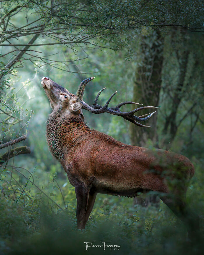 Stunning photo of a majestic stag in a forest, showcasing how respecting nature creates breathtaking wildlife photography.