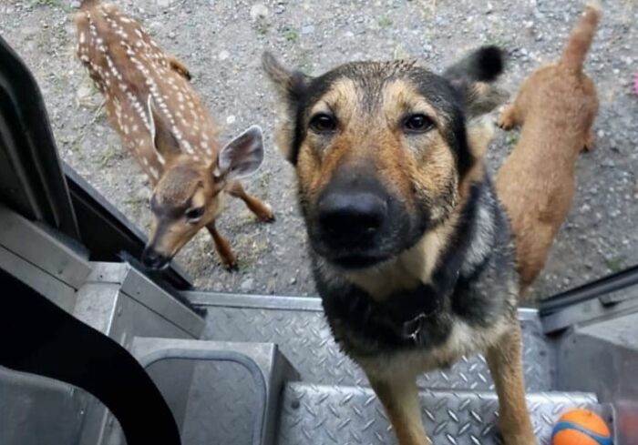 UPS driver encounters adorable pets including a curious dog and a young deer at the delivery doorstep.