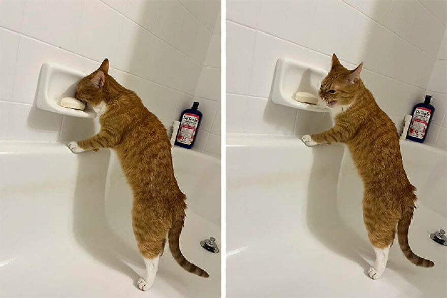 Orange tabby cat standing in bathtub, licking soap bar, showcasing funny and adorable cat behavior at the bathroom.