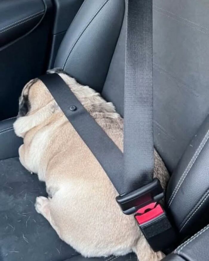 Small dog secured with seatbelt and resting in a car seat, capturing adorable animal moments shared by people