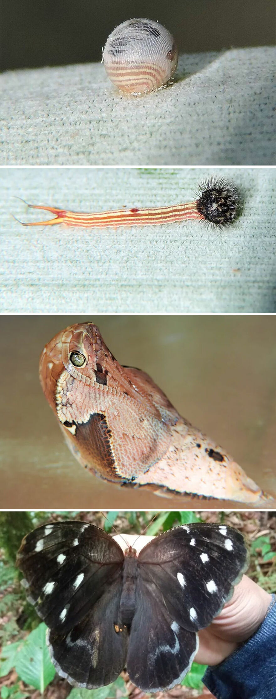 Close-up images of various stage transformations of a Tiger Quoll and its natural habitat butterfly.
