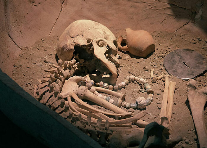 Ancient animal skeleton buried with artifacts in a dusty archaeological site, highlighting creepy and cool animal facts.