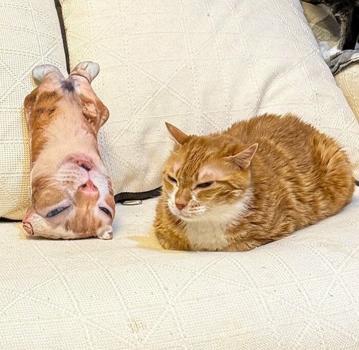 Two amazing cats with immaculate auras resting on a white textured couch, one curled up and the other lying upside down.