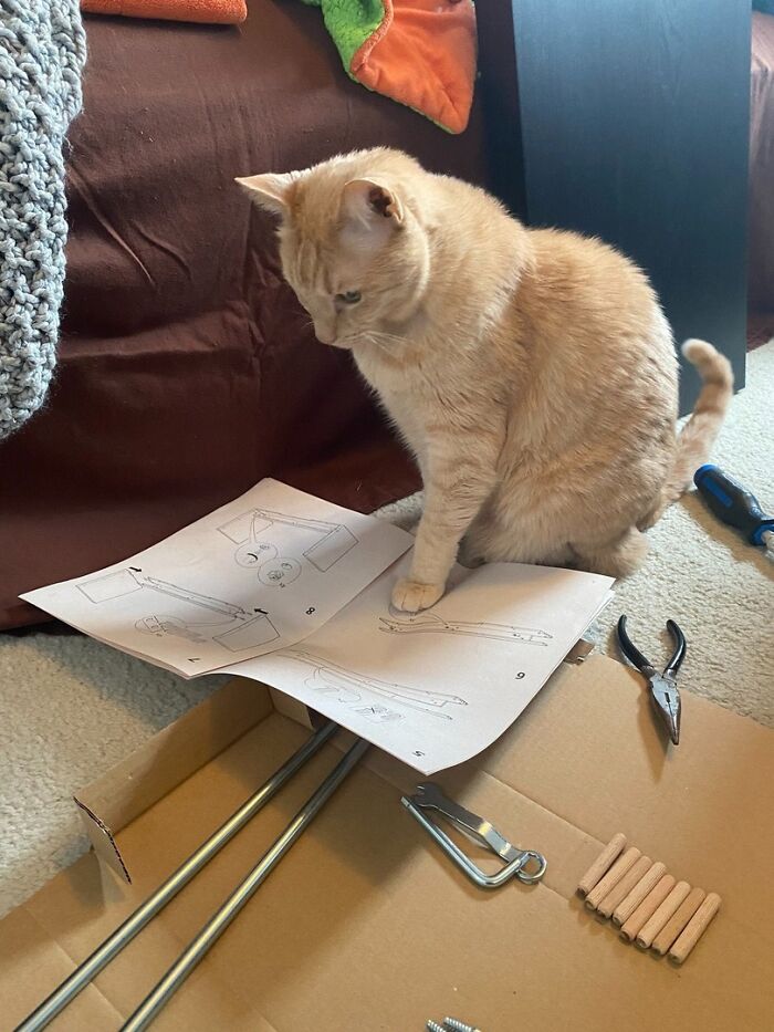 Adorable orange cat intently examining assembly instructions amid scattered hardware and tools on carpeted floor.