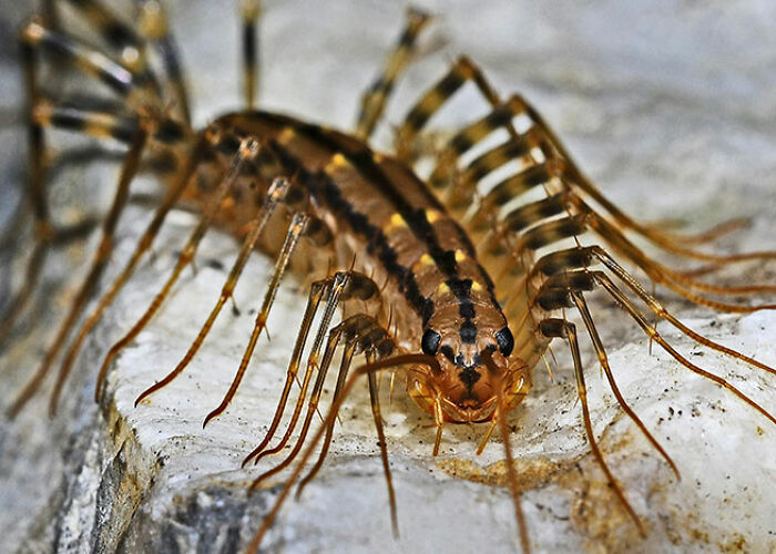 Close-up of a creepy and cool centipede displaying detailed legs and body on a rough surface, showcasing surprising animal facts.