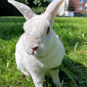 ac-gustafsson avatar